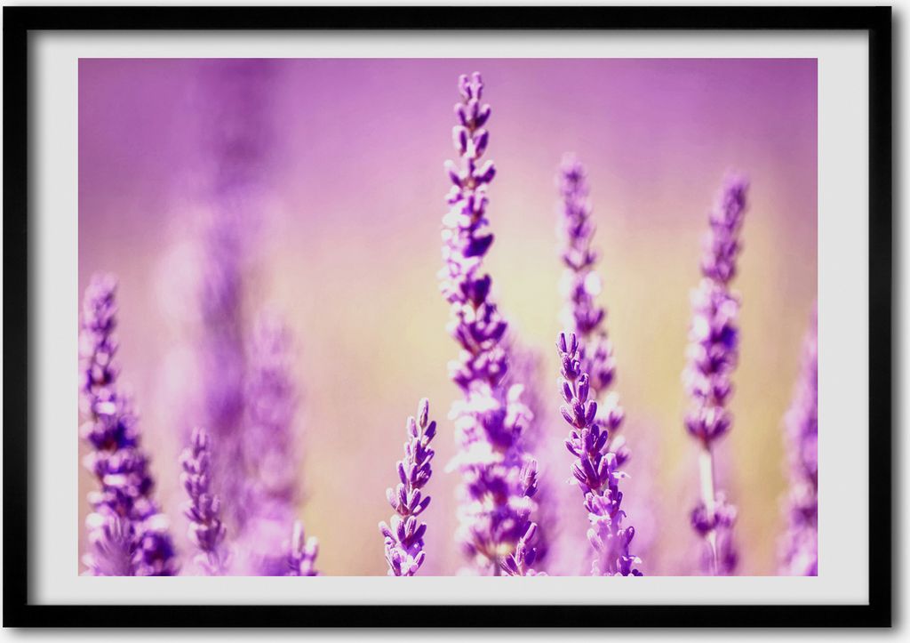 Bild - Bilderrahmen - 100 cm x 70 cm - MDF - Rahmen - Foto - Wandkunst Lavendel