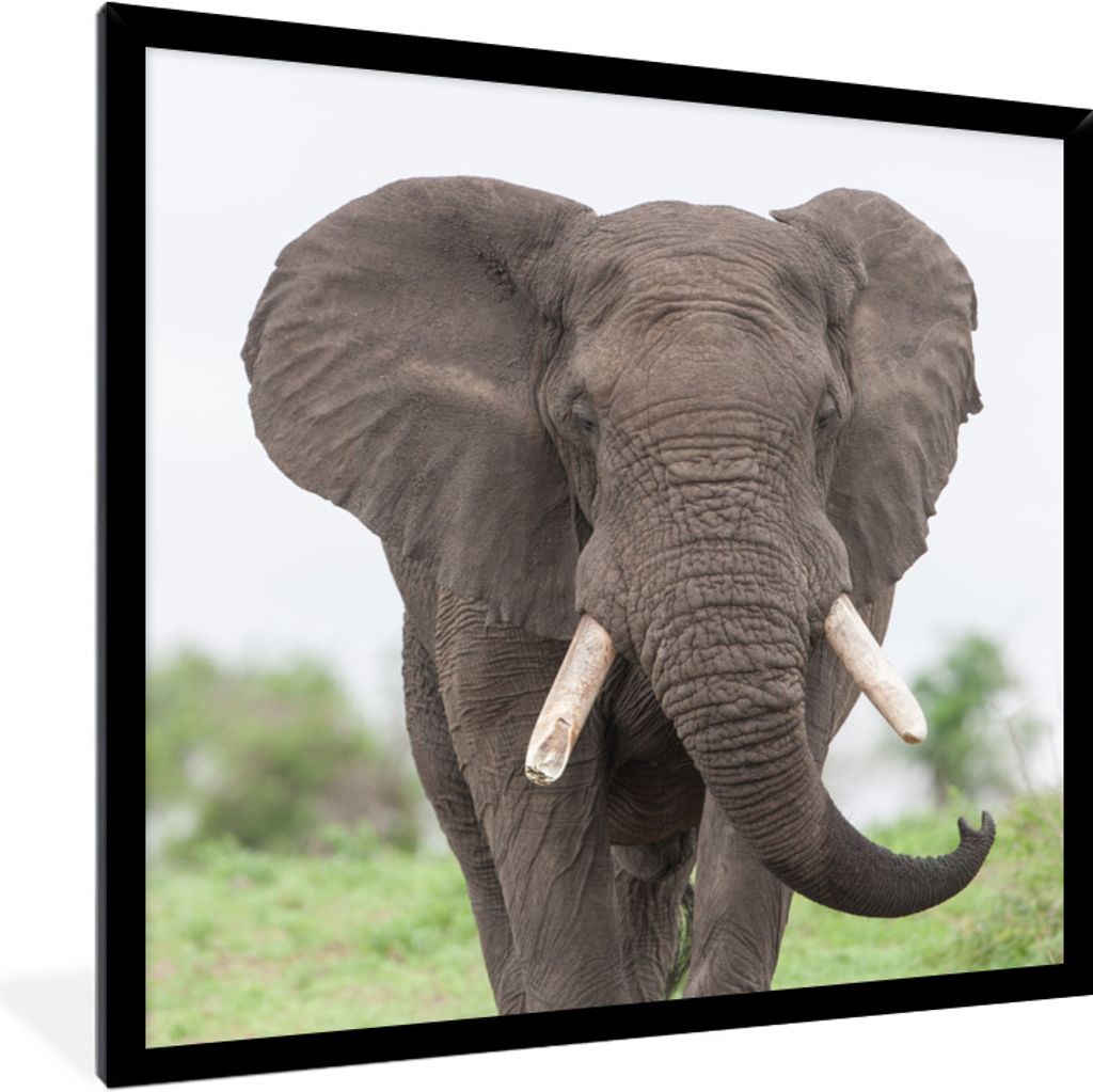 MuchoWow Gerahmtes Poster Entgegenkommender Elefant 40x40 cm - Poster mit Schwarzem Bilderrahmen Wandposter Rahmen Foto Bilder - Mit Rahmen - Wan...