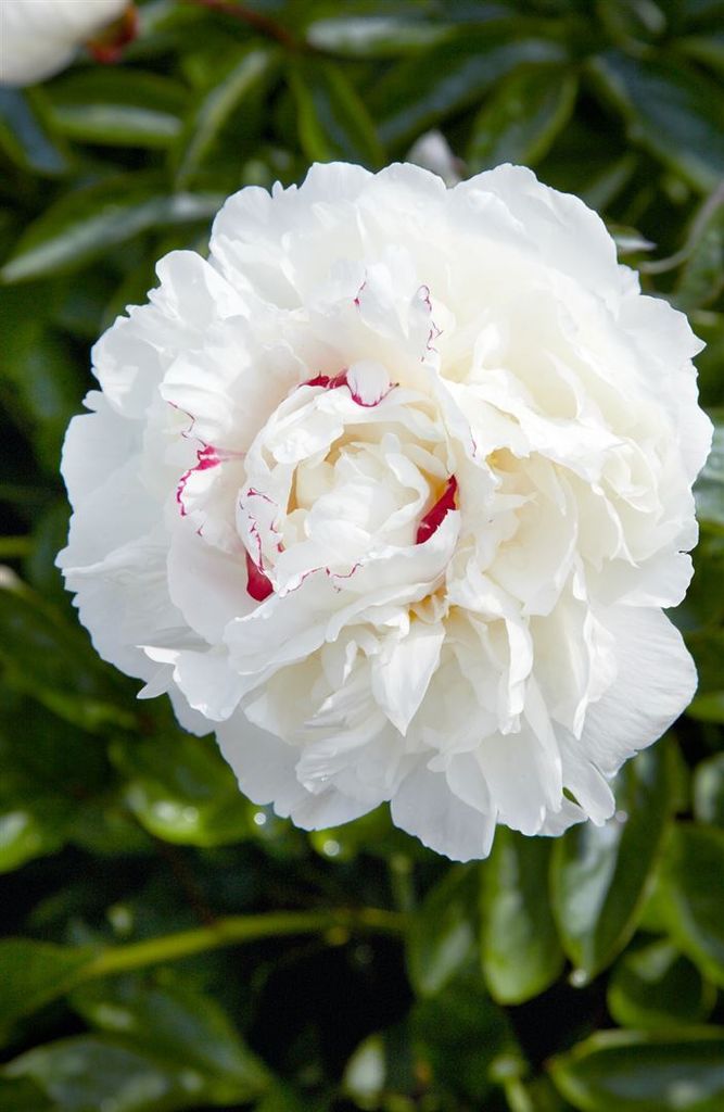Paeonia lactiflora 'Avalanche', Pfingstrose, weiß, 2-3 Produktbild 