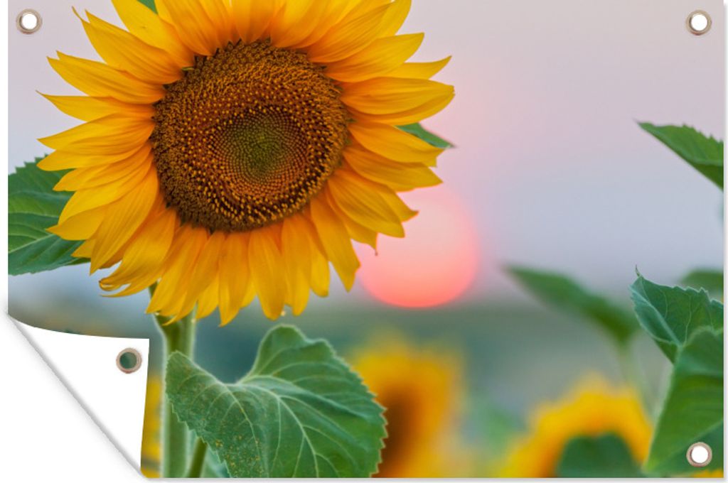 MuchoWow 60x40 cm Outdoor-Poster Gartendeko Sichtschutz Garten Poster für den Garten Nahaufnahme einer Sonnenblume bei Sonnenuntergang