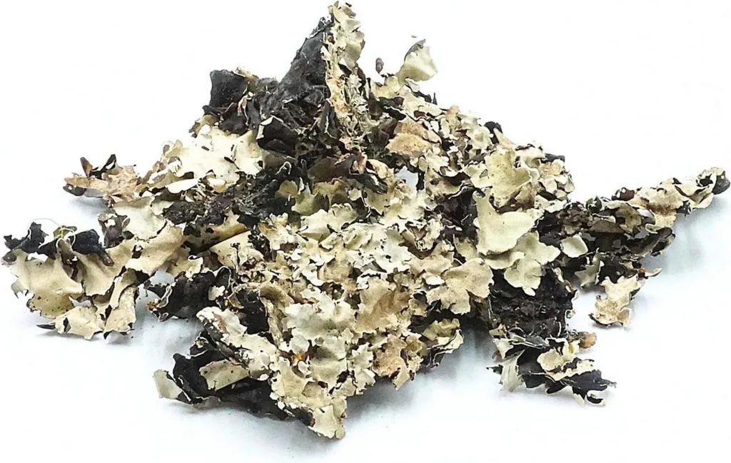 Lichen Noir 100g - Solution Naturelle pour Décor et Cuisine Authentique
