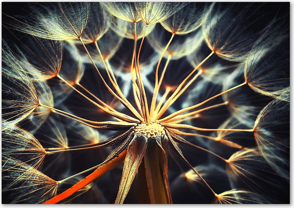 Tulup Leinwandbild - 100x70 cm - Wandkunst - Drucke auf Leinwand - Leinwanddruck - Blumen & Pflanzen - Braun - Pusteblume