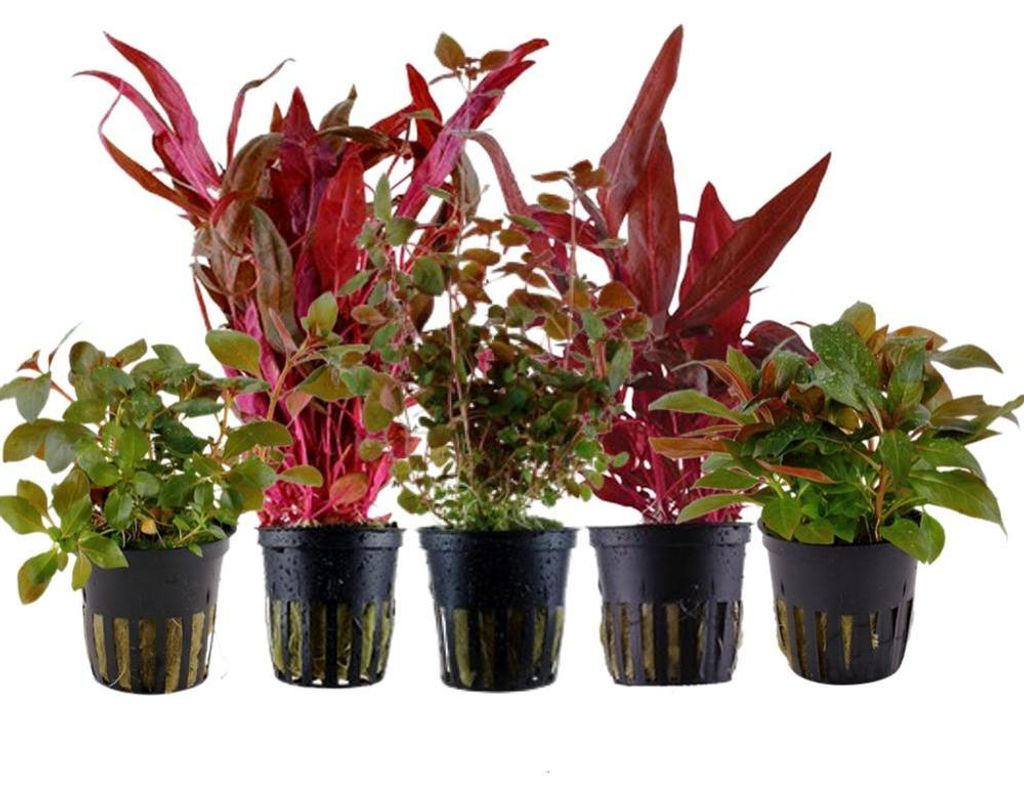 Pflanzen Set mit 5 schönen roten Topf Aquarium Produktbild 