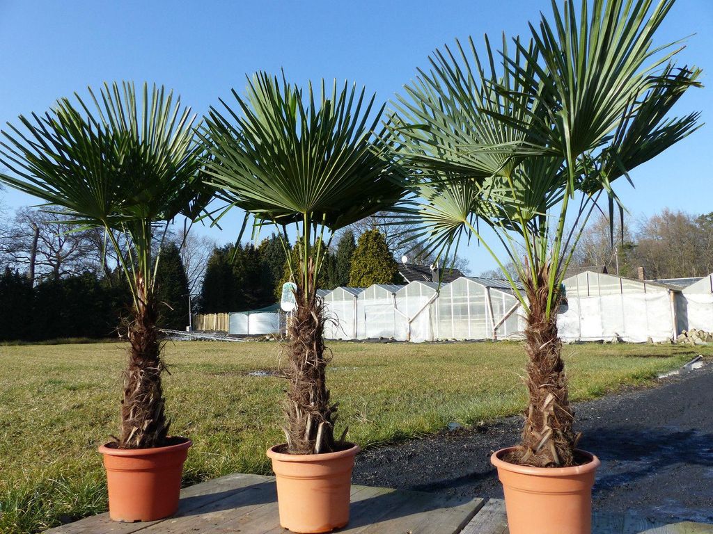 3 Stück XXL Palme winterhart 200-220 cm Trachycarpus Produktbild 