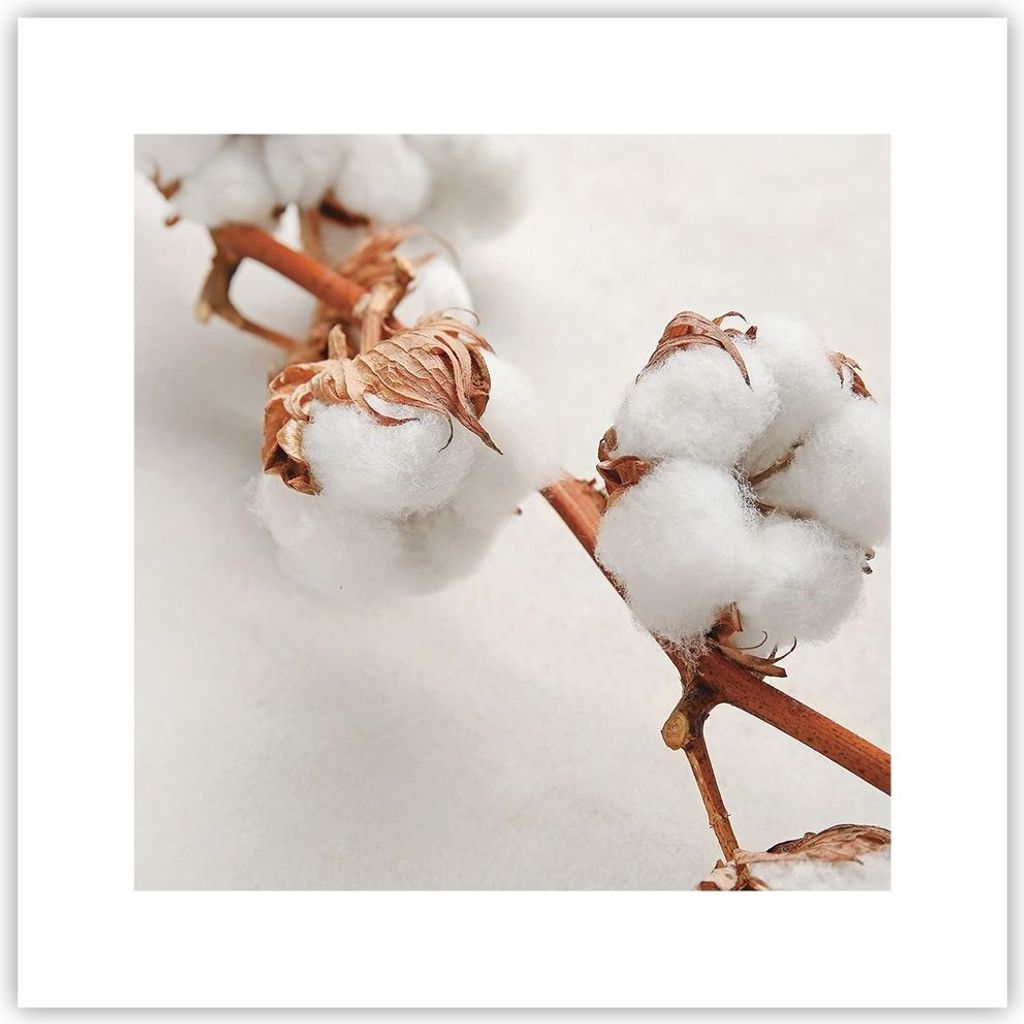 Poster - Poster ohne Rahmen - Baumwolle Makro Zweig - 30x30 cm - Wand Bild - Wanddeko - Wandbilder - Kunstposter - Wandposter - Bilder - Kunstdruck...