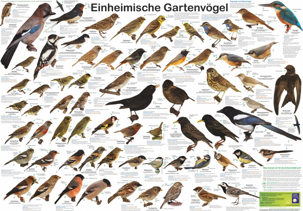 A poster displaying various common garden birds with their names in German.