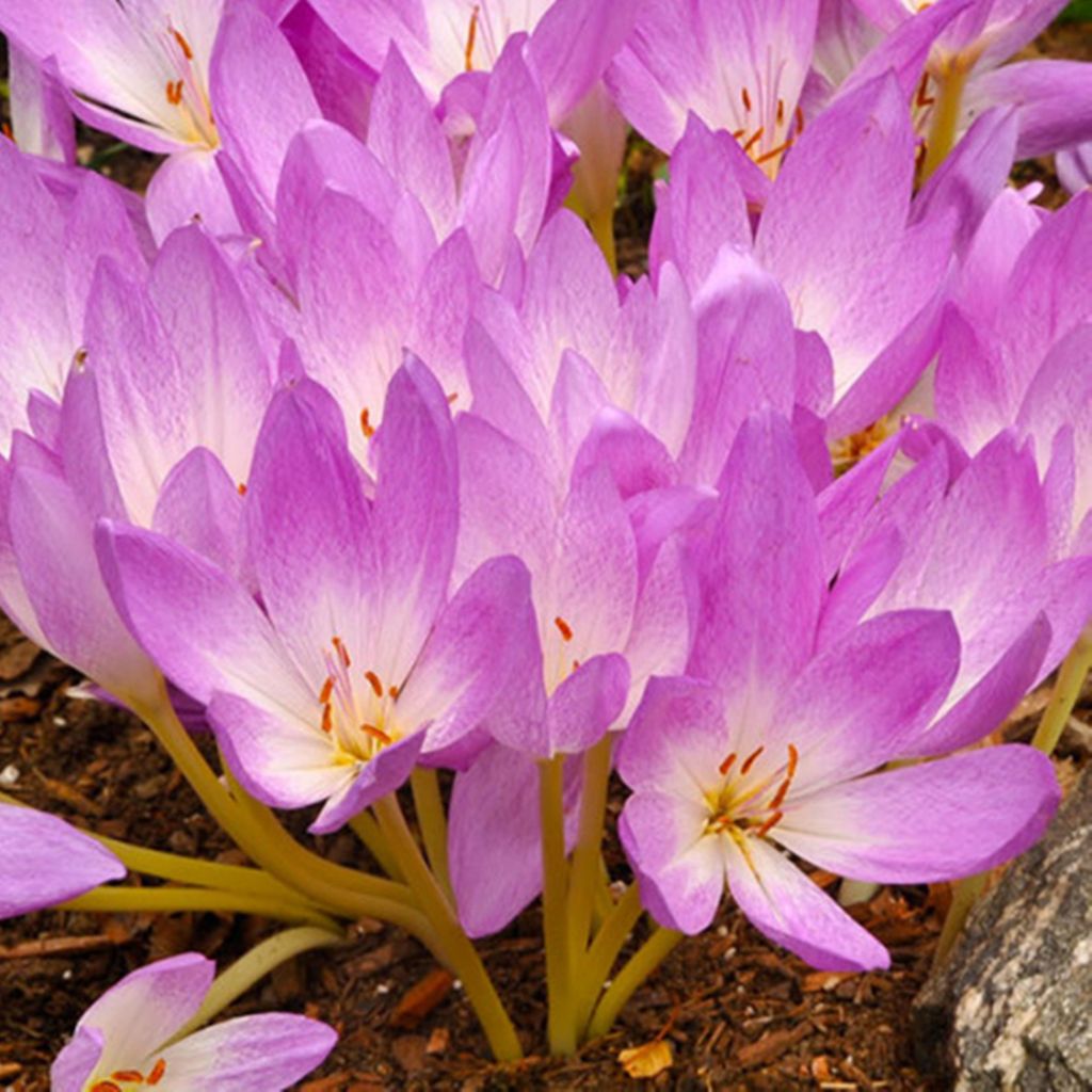 Colchicum Blumenziebeln Zwiebeln Blumen Herbstzeitlose  Produktbild 