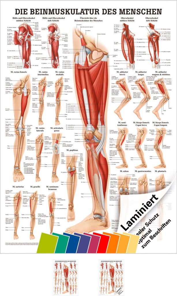Die Beinmuskulatur Mini-Poster Anatomie 34x24 cm medizinische Lehrmittel