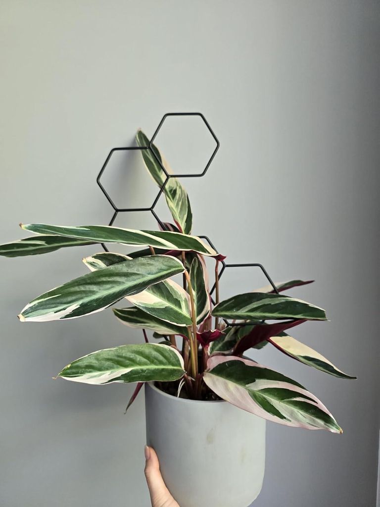 Kamerpflanzenstütze und Klettergitter - Dekorative Pflanzenstütze für Innen mit geometrischem Design - 48 cm Schwarz