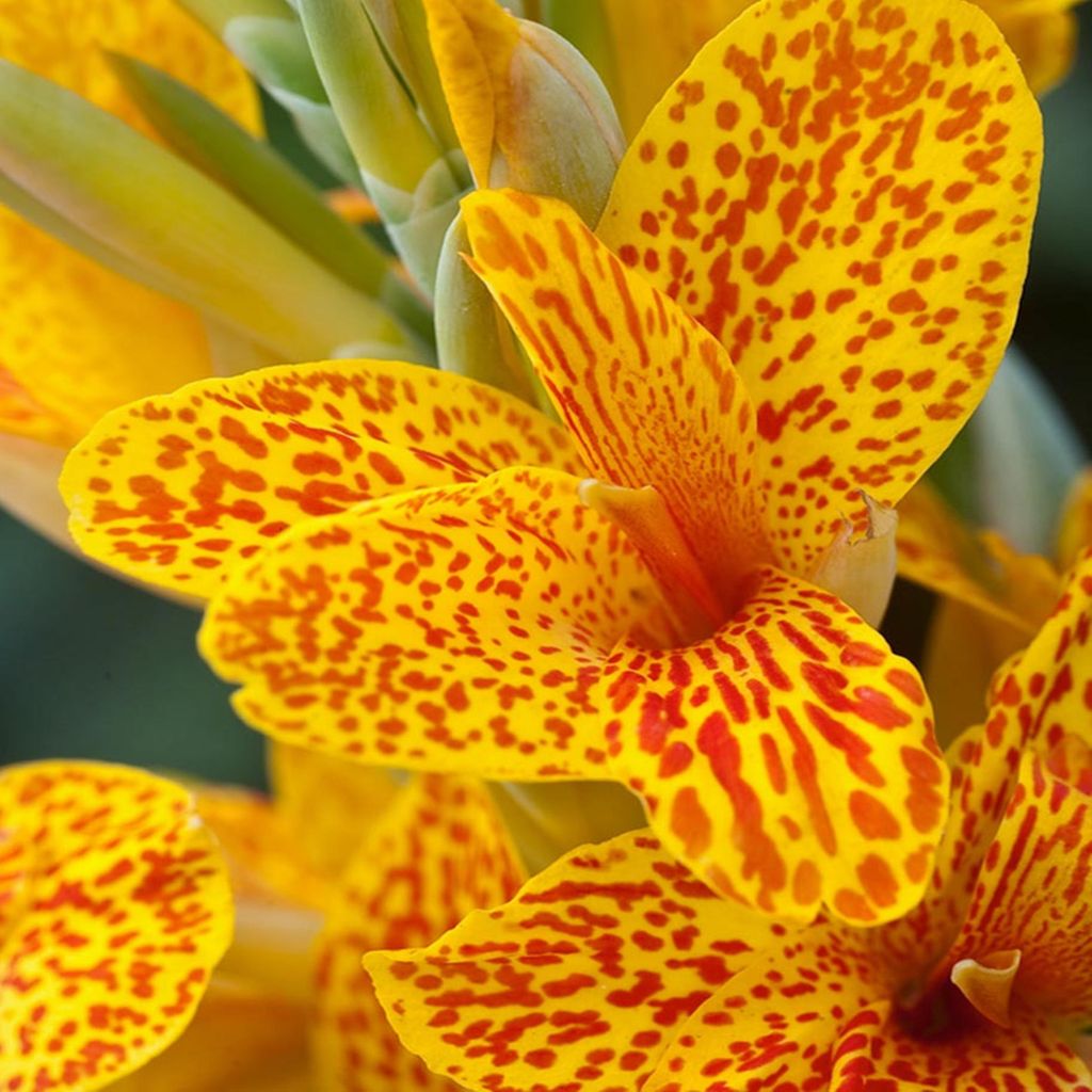 Canna Kanna Paciorecznik Nakrapiana Spotted Gespikkeld 1 Image du produit 