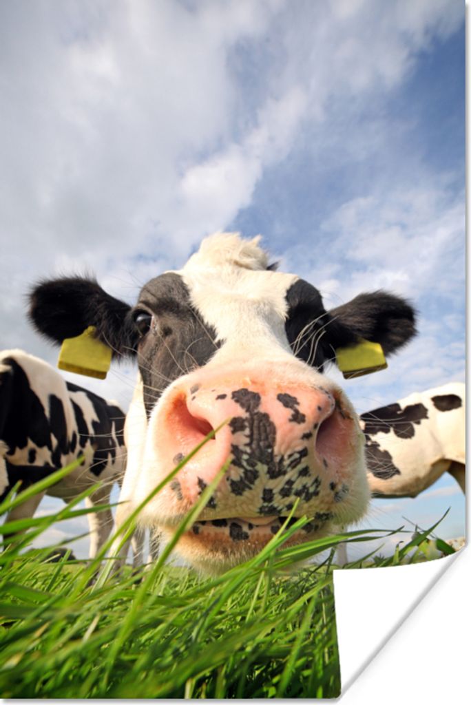 MuchoWow Poster Kuh - Bauernhof - Gras - Tiere 20x30 cm - Papierdruck