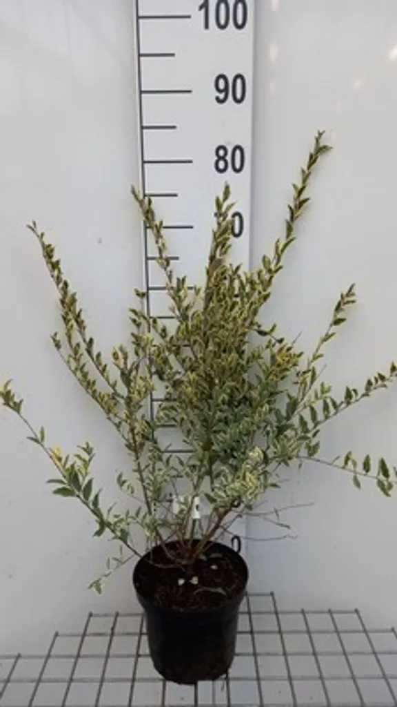 Ligustrum Musli au Feuillage Panaché Argenté - Troène 20-30 cm Pot