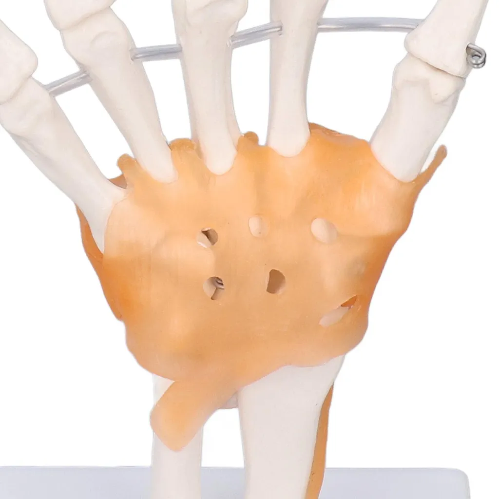 Main en PVC avec articulations mobiles - Taille réelle sur support - 13