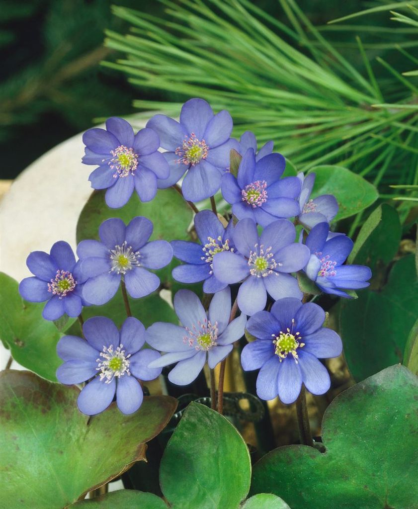 Hepatica nobilis, Leberblümchen, ca. 9x9 cm Topf, blau Produktbild 