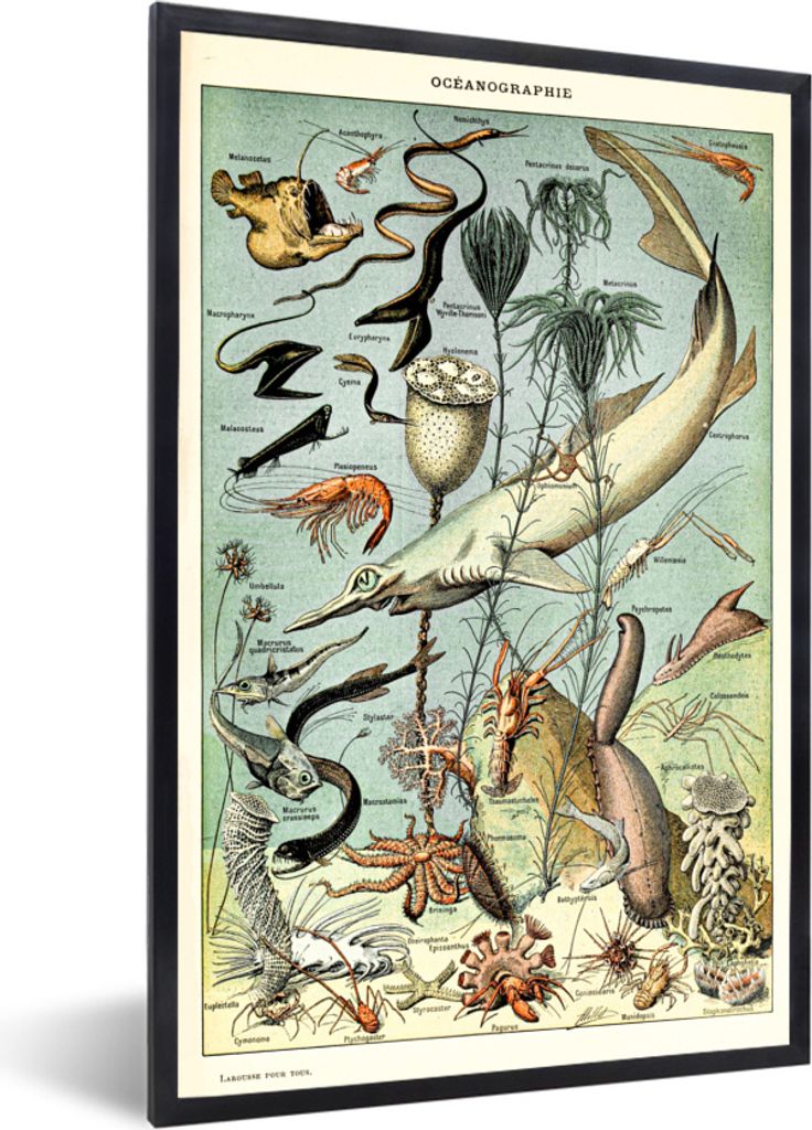 MuchoWow Gerahmtes Poster Meer - Tiere - Meeresbewohner 20x30 cm - Poster mit Schwarzem Bilderrahmen Wandposter Rahmen Foto Bilder - Drucken - Bi...