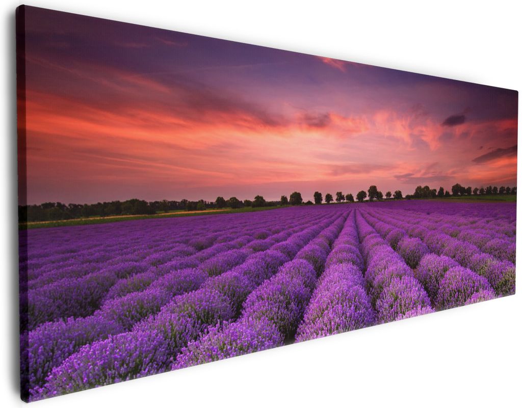Wallario Premium Leinwandbild Lavendelfeld unter rotem Himmel in Größe 80 x 200 cm