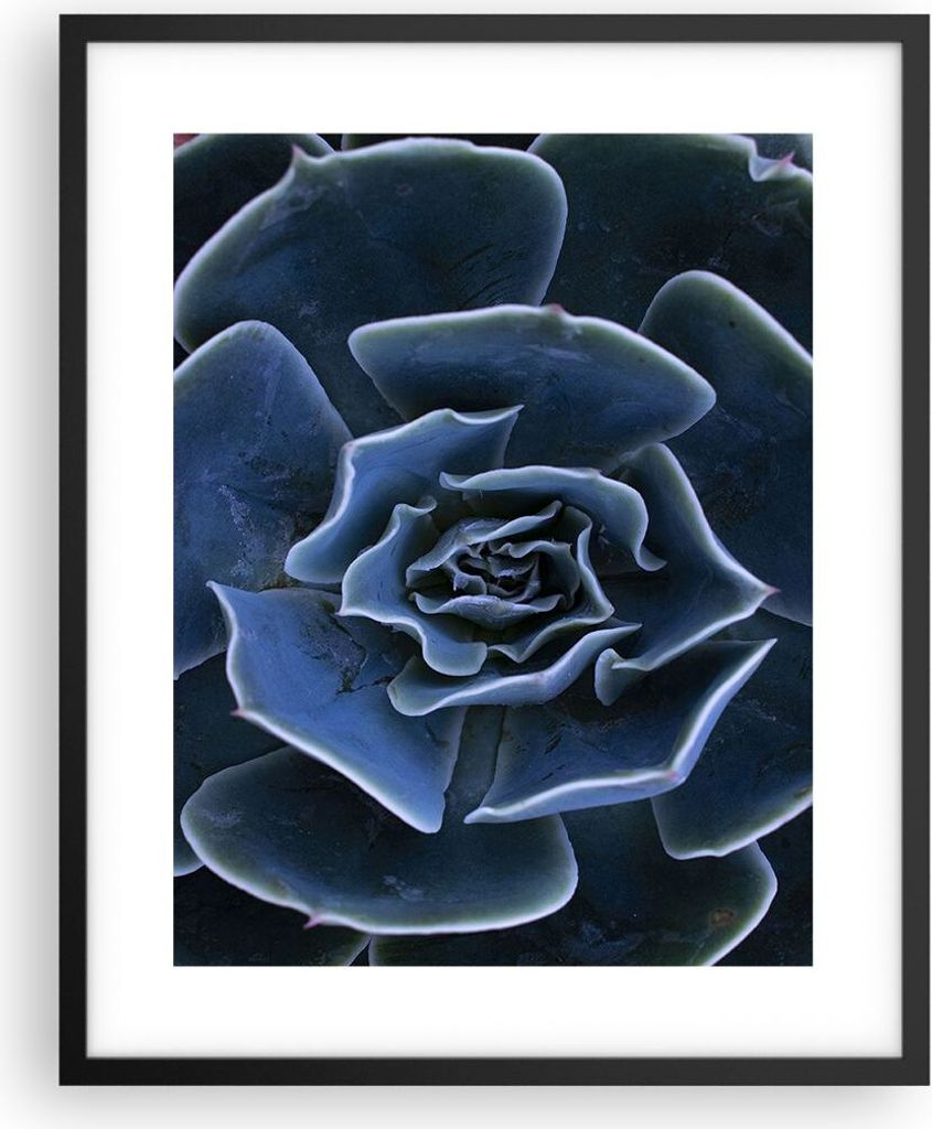 Gerahmtes Poster - Schwarzer Rahmen - Blau Kaktus Blume - 40x50 cm - Wand Bild - Wanddeko - Wandbilder - Kunstposter - Wandposter - Bilderrahmen - ...