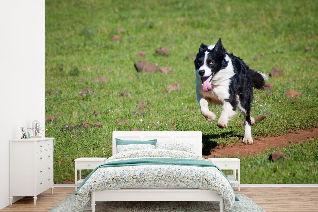 MuchoWow Fototapete für Wohnzimmer oder Schlafzimmer Wandtapete Vinyl Motivtapete Ein aktiver Border Collie läuft über das Feld - 420x280 cm -...