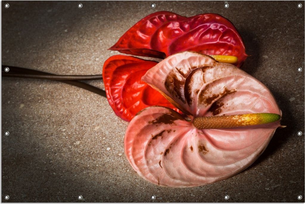 Wallario Outdoor-Poster für Garten oder Balkon, Motiv Blüten einer Flamingoblume - Anthurie - auf schwarzem Marmor, in ca. 120 x 180 cm