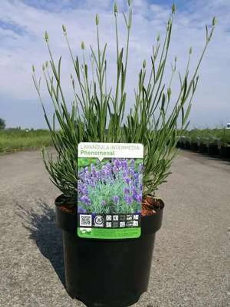 Lavande Phenomenal ultra résistante - Arbuste décoratif pot de 2L