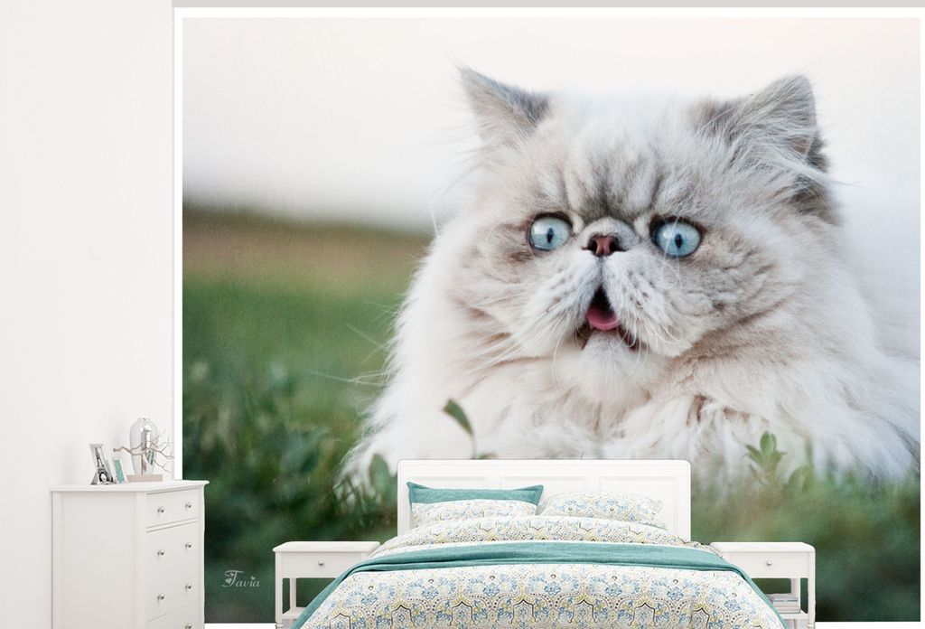 MuchoWow Fototapete für Wohnzimmer oder Schlafzimmer Wandtapete Vinyl Motivtapete Graue Perserkatze mit hellblauen Augen - 375x300 cm - Tapezier...