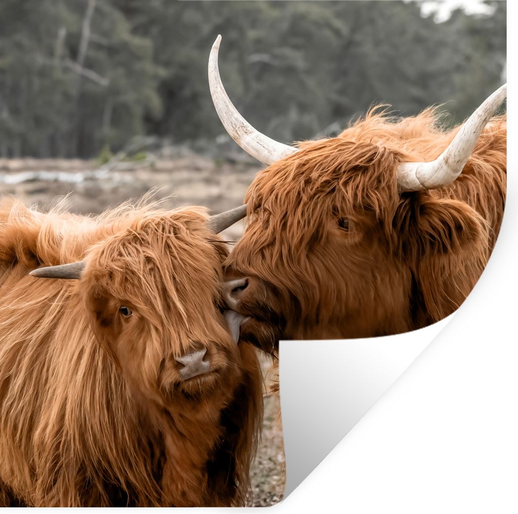 MuchoWow Wandtattoo Wandsticker Wandaufkleber Schottischer Highlander - Kuh - Tiere 50x50 cm Selbstklebend und Repositionierbar - Selbstklebend -...