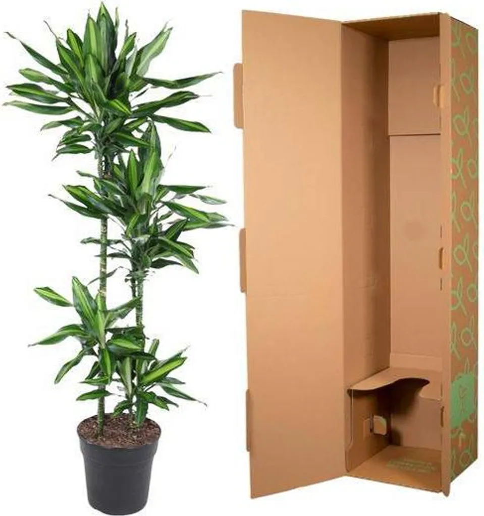 Plante Dracaena Cintho 150 cm idéale pour décorer bureau et véranda - 4