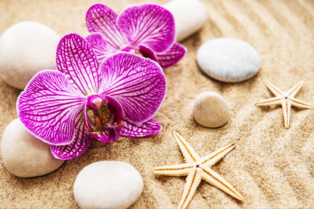 Muralo Fototapete Blumen 312 (B) x 219 (H) cm Vlies Tapete Wandtapeten Knabenkraut Steine Sand Wohnzimmer Schlafzimmer moderne Wandbilder XXL Pflan...