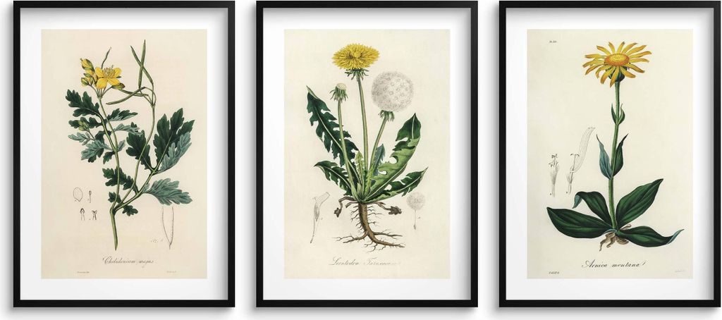 Poster für die Küche Heilpflanzen Wanddekoration Löwenzahn 3x30x40