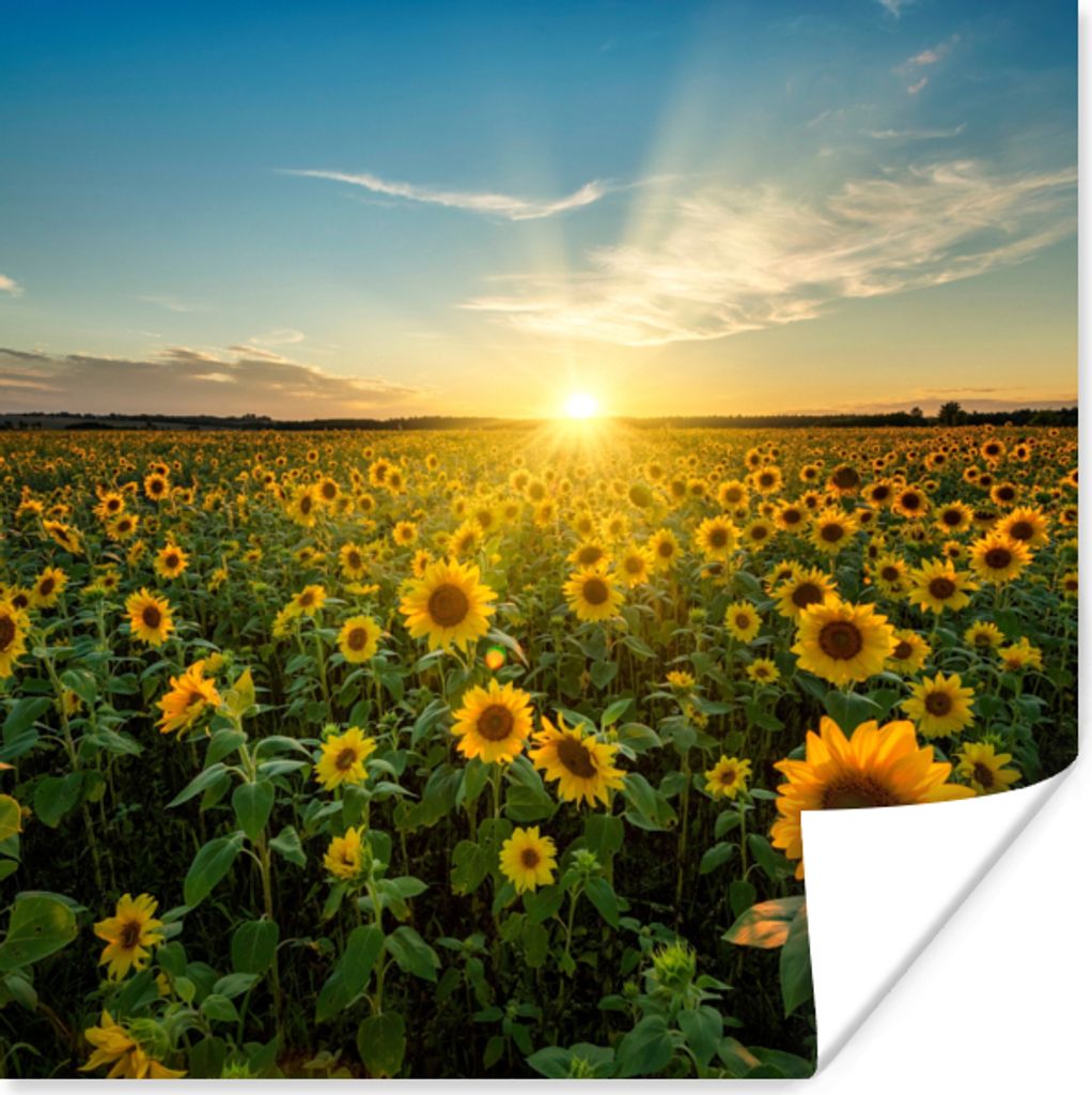MuchoWow Poster Sonnenuntergang - Blumen - Sonnenblume - Horizont - Landschaft 75x75 cm - Wand Dekoration