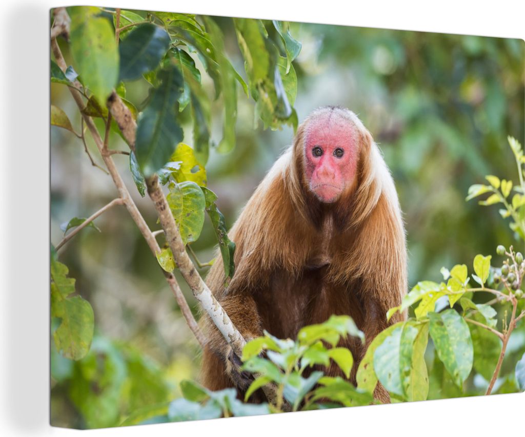 OneMillionCanvasses - Leinwandbilder - 140x90 cm, Oeakari-Affe im Dschungel, Wandbilder Kunstdruck Wanddekoration