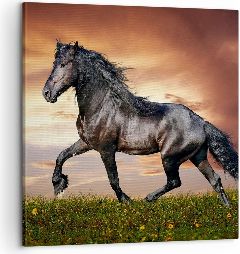 Bild auf Leinwand - Leinwandbild - Pferd Tier Wiese - 60x60cm - Wand Bild - Wanddeko - Wandbilder - Leinwanddruck - Bilder - Kunstdruck - Wanddekor...