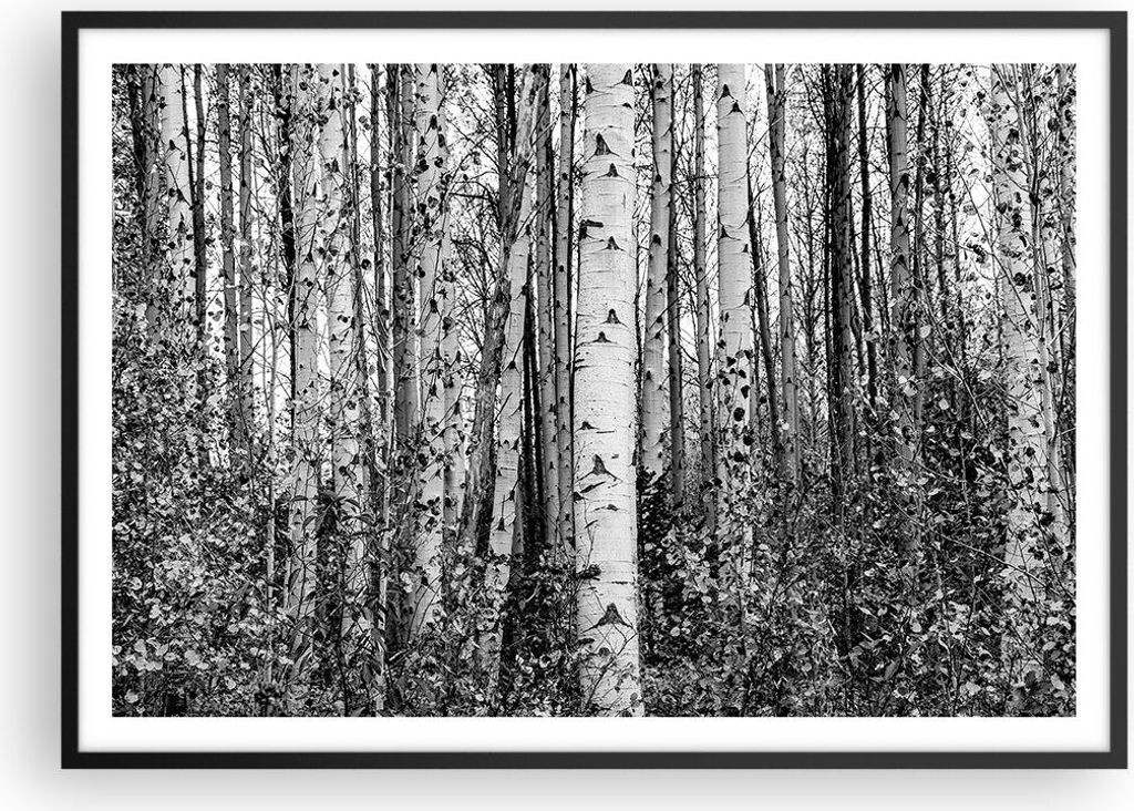 Gerahmtes Poster - Schwarzer Rahmen - Birken Wald Monochrom - 100x70 cm - Wand Bild - Wanddeko - Wandbilder - Kunstposter - Wandposter - Bilderrahm...