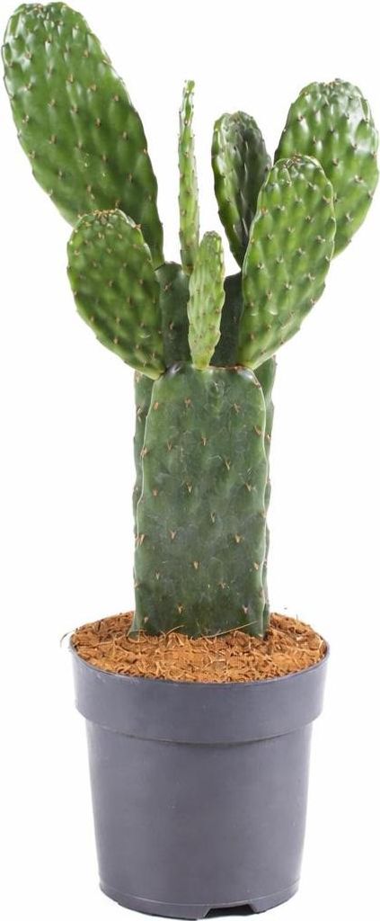 Opuntia rubescens Kaktus 25–30 cm – odporny na zimę opuncja Zdjęcie produktu 