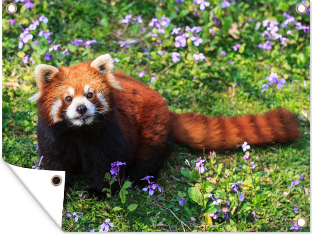 MuchoWow 80x60 cm Outdoor-Poster Gartendeko Sichtschutz Garten Poster für den Garten Roter Panda - Blumen - Lila