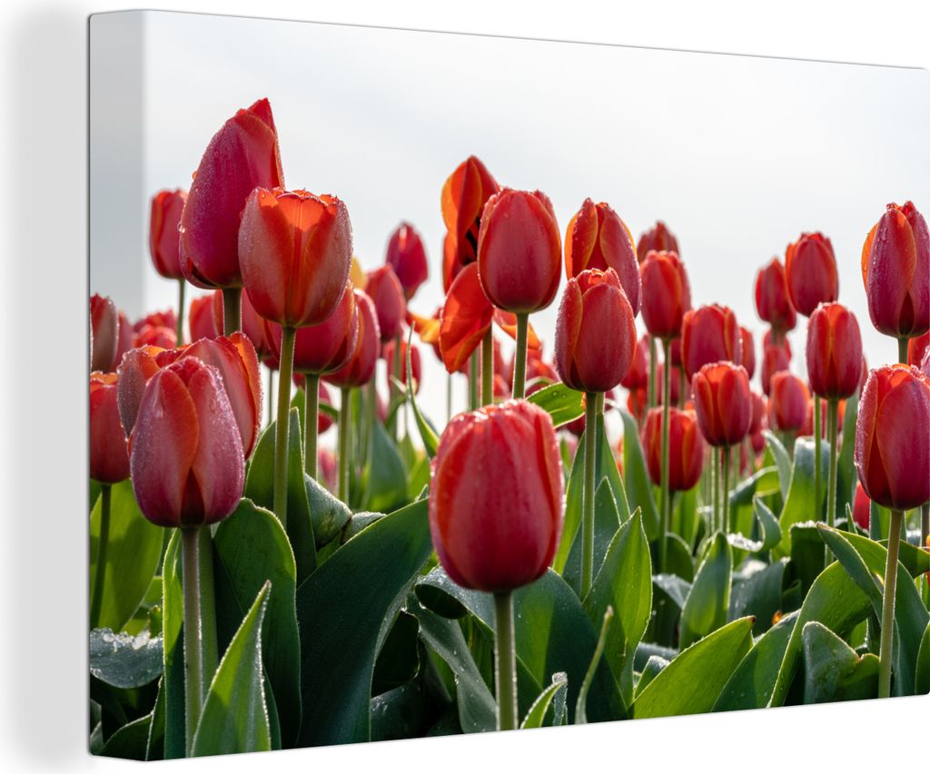 OneMillionCanvasses - Leinwandbilder - 140x90 cm, Ein Gebiet mit roten Tulpen in den Niederlanden, Wandbilder Kunstdruck Wanddekoration - Foto au...