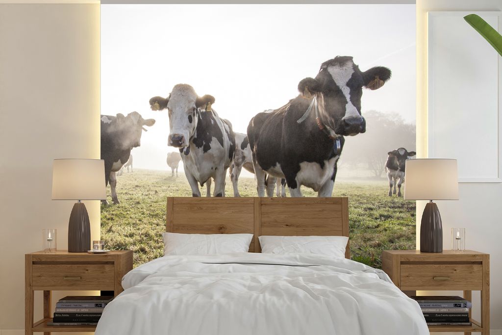 MuchoWow Fototapete für Wohnzimmer oder Schlafzimmer Wandtapete Vinyl Motivtapete Kühe - Licht - Gras - Tiere - 280x280 cm - Hintergrundbild