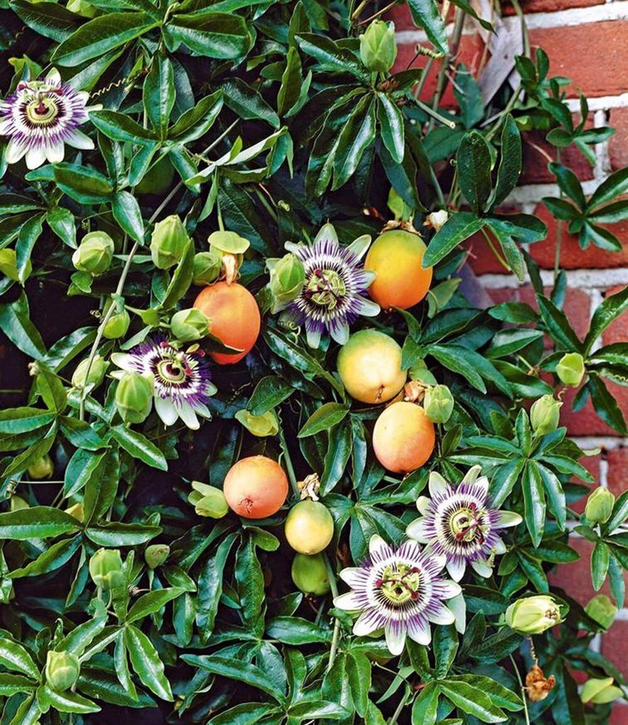 BALDUR Garten 1x Exotische Maracuja-Pflanze, Pflanze im 9x9 Produktbild 