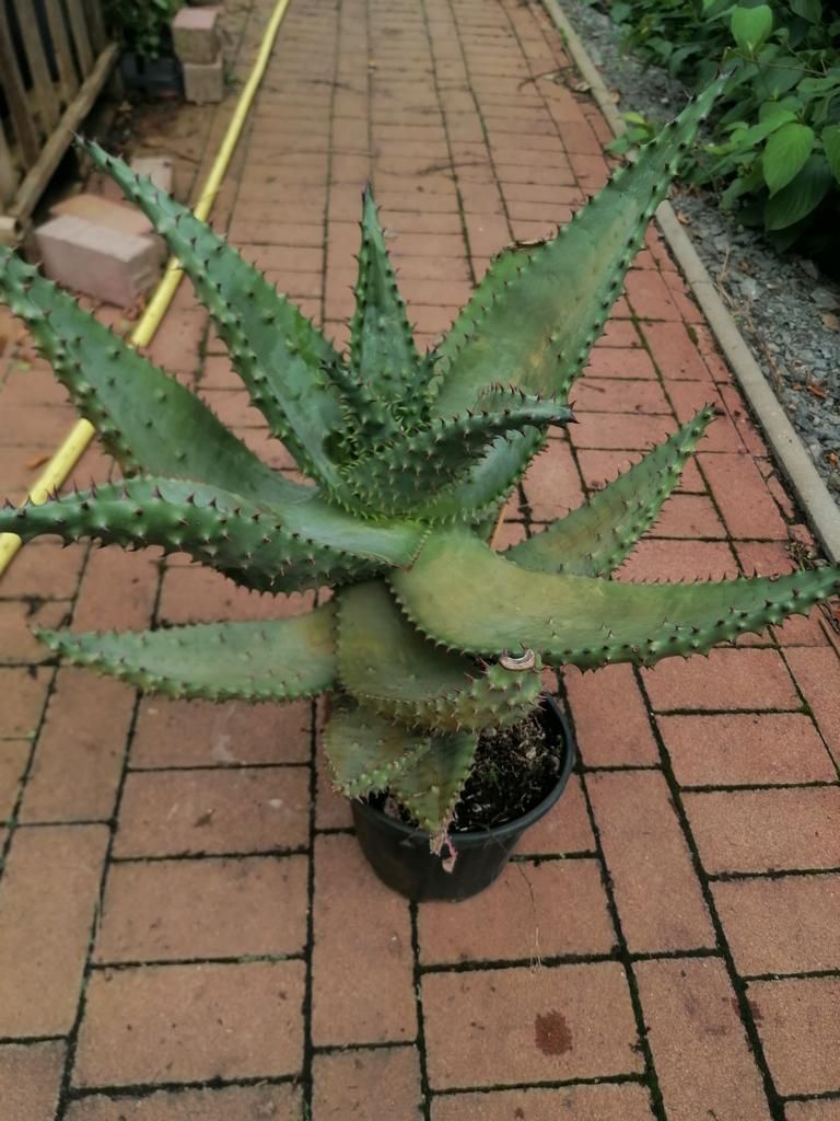 Aloe Marlothii ca. 70 cm - Aloë - Mountain Aloe - Mighty - Obrázek produktu 