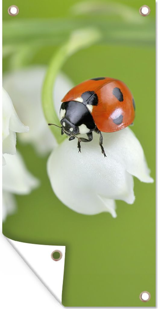 MuchoWow 40x80 cm Outdoor-Poster Gartendeko Sichtschutz Garten Poster für den Garten Eine Nahaufnahme eines Marienkäfers auf der Lilie von Dalen