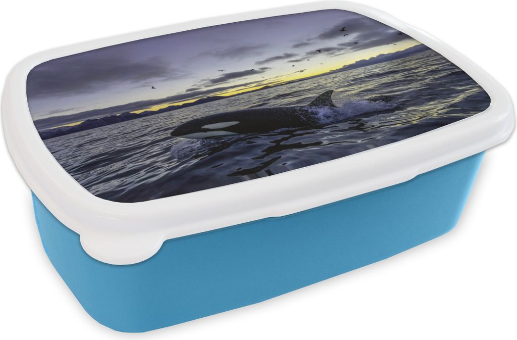 KitchenYeah® Lunchbox Brotzeit Brotdose 17x11 cm Orca bei Produktbild 
