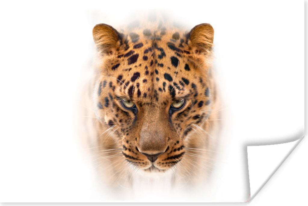 MuchoWow Poster Leopard - Weiß - Gesicht 120x80 cm - Bilder