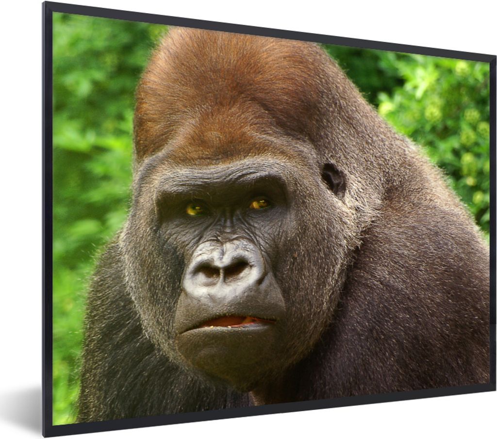 MuchoWow Gerahmtes Poster Nahaufnahme des Gesichts eines männlichen Gorillas 40x30 cm - Poster mit Schwarzem Bilderrahmen Wandposter Rahmen Foto...