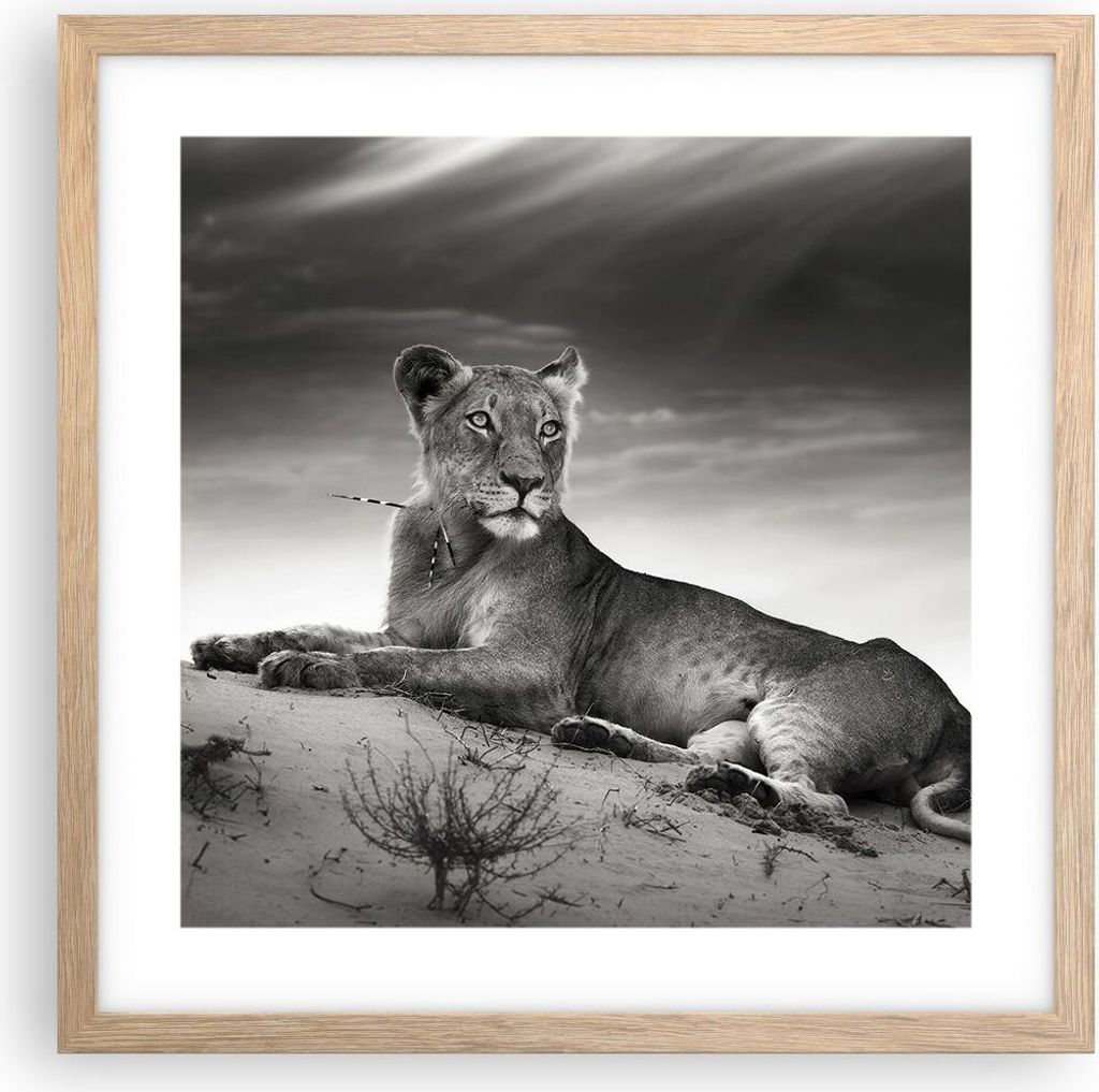 Gerahmtes Poster - Rahmen in heller Eiche - Tierwelt weiblich katze Tier - 40x40 cm - Wand Bild - Wanddeko - Wandbilder - Wandposter - Bilderrahmen...