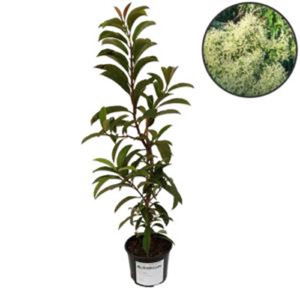 Pileostegia viburnoides, lierre grimpant à feuilles Image du produit 