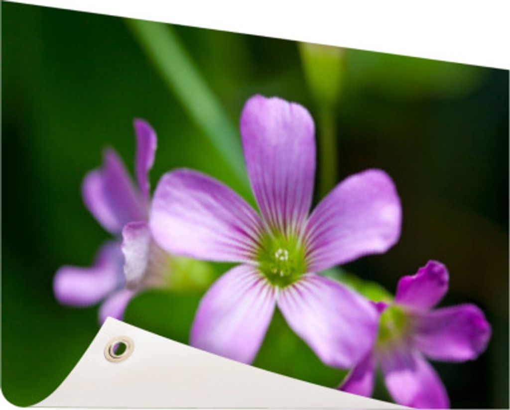 MuchoWow 120x80 cm Outdoor-Poster Gartendeko Sichtschutz Garten Poster für den Garten Kleine lila Blume