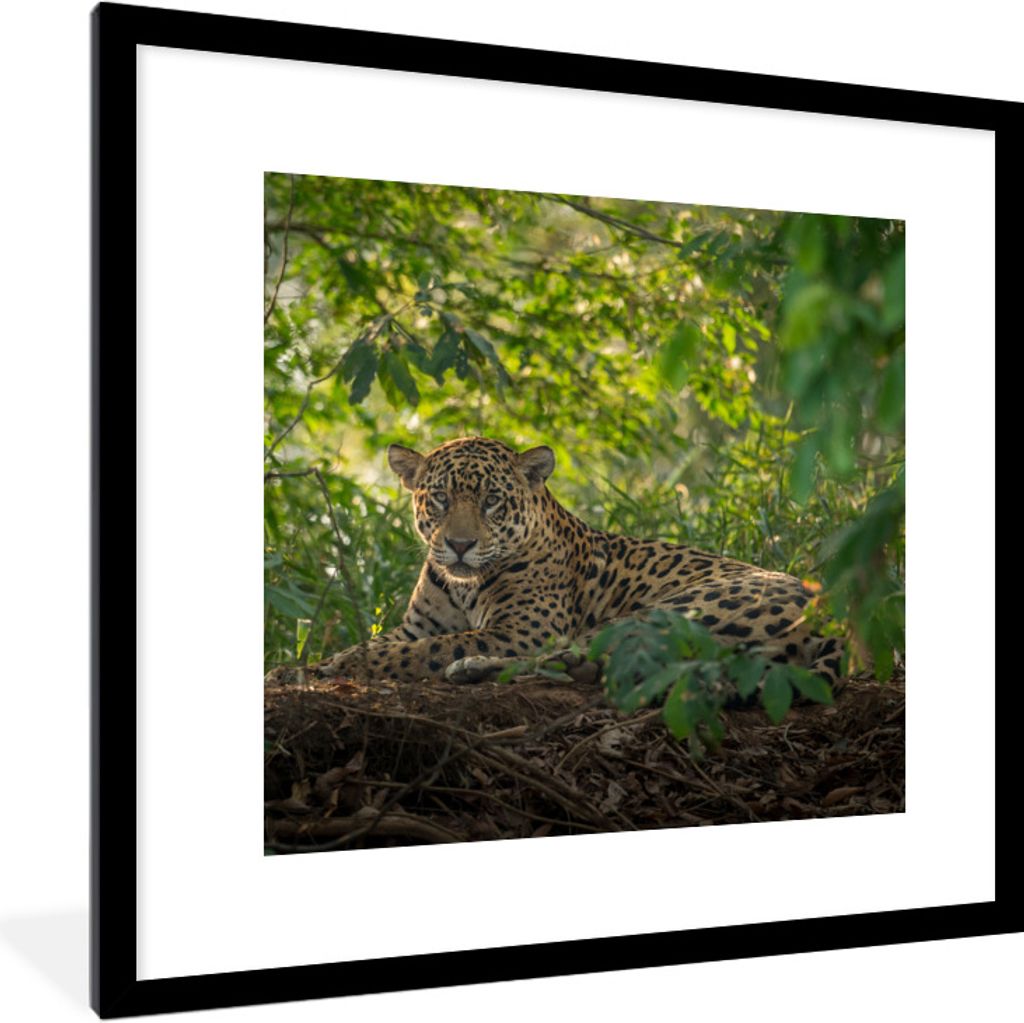 MuchoWow Gerahmtes Poster Jaguar im Dschungel 40x40 cm - Poster mit Schwarzem Bilderrahmen Wandposter Rahmen Foto Bilder - Poster - Plakat im Rahmen