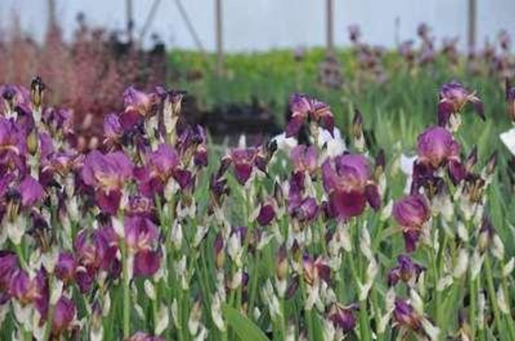 6 x Iris (germ.) 'Imperator' - Schwertlilie - Topf 9 x 9 cm