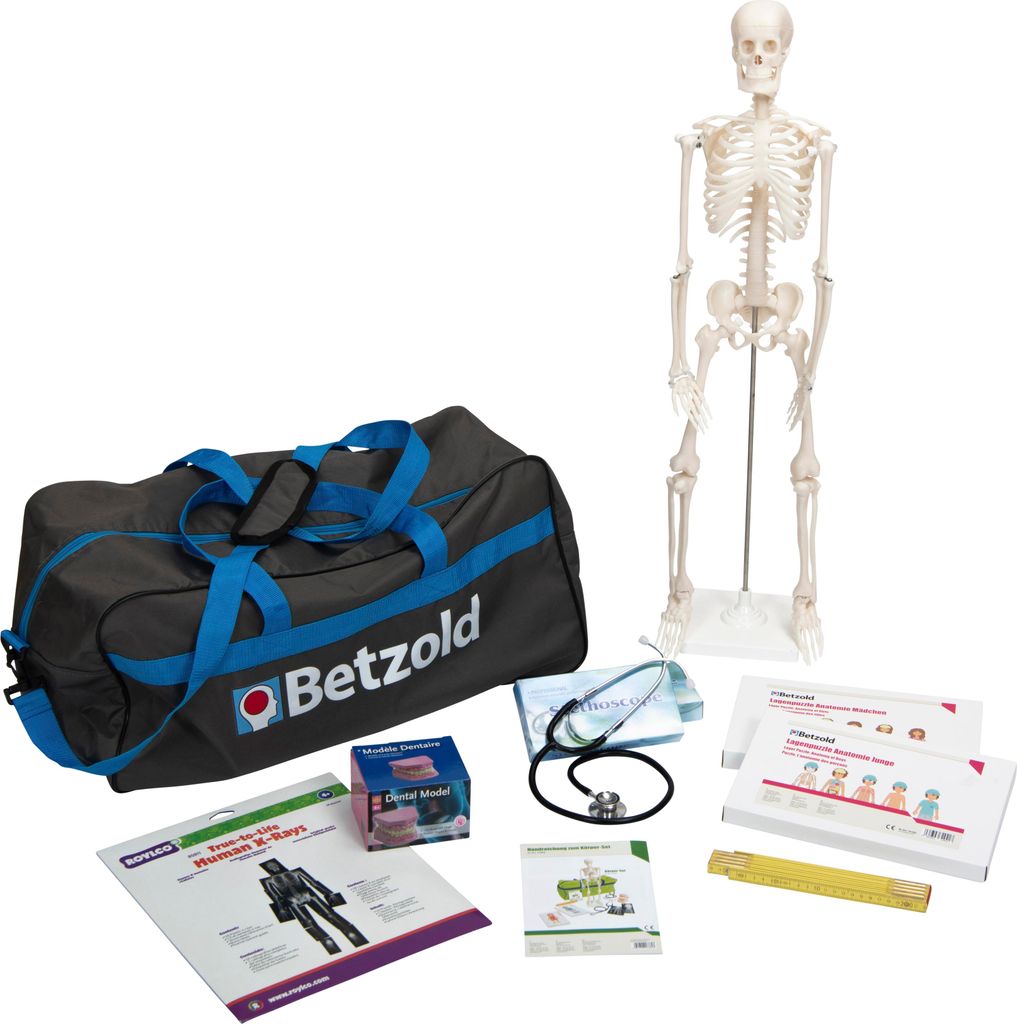 Betzold Körper-Set: 80 cm Skelett und 18 Röntgenbilder als Lehrmittel für Kinder