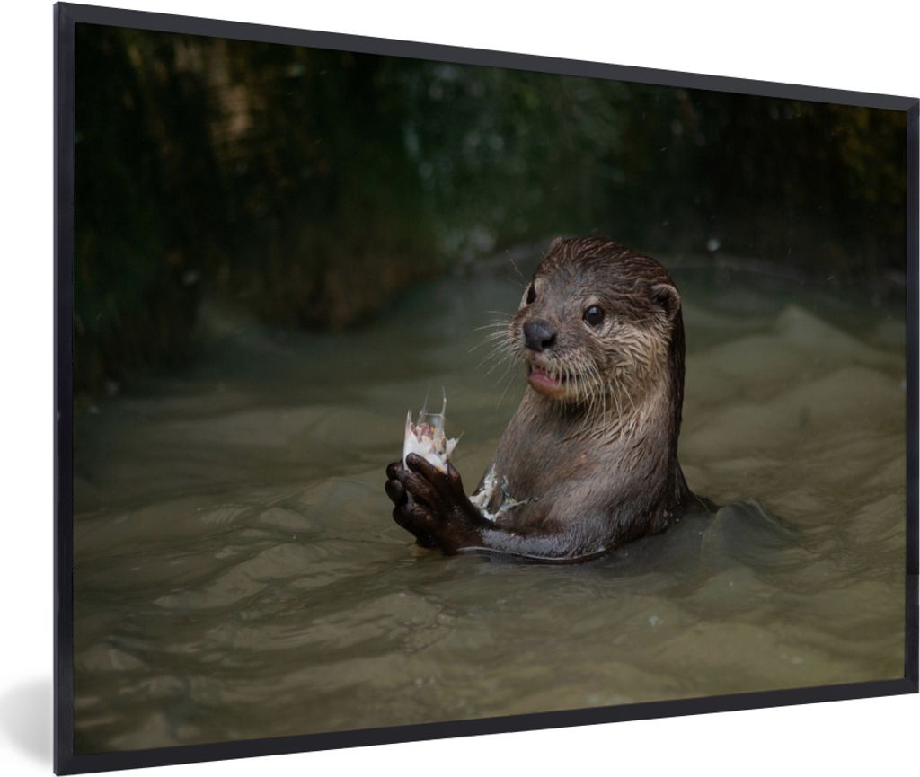MuchoWow MuchoWow Gerahmtes Poster Otter mit Futter im Wasser 90x60 cm - Poster mit zchwarzem Bilderrahmen - Fotorahmen - Foto-Plakat